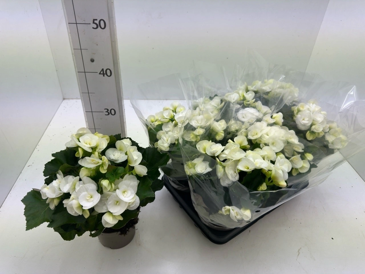 Зображення товару Бегонія Нетія, артикул: 57141