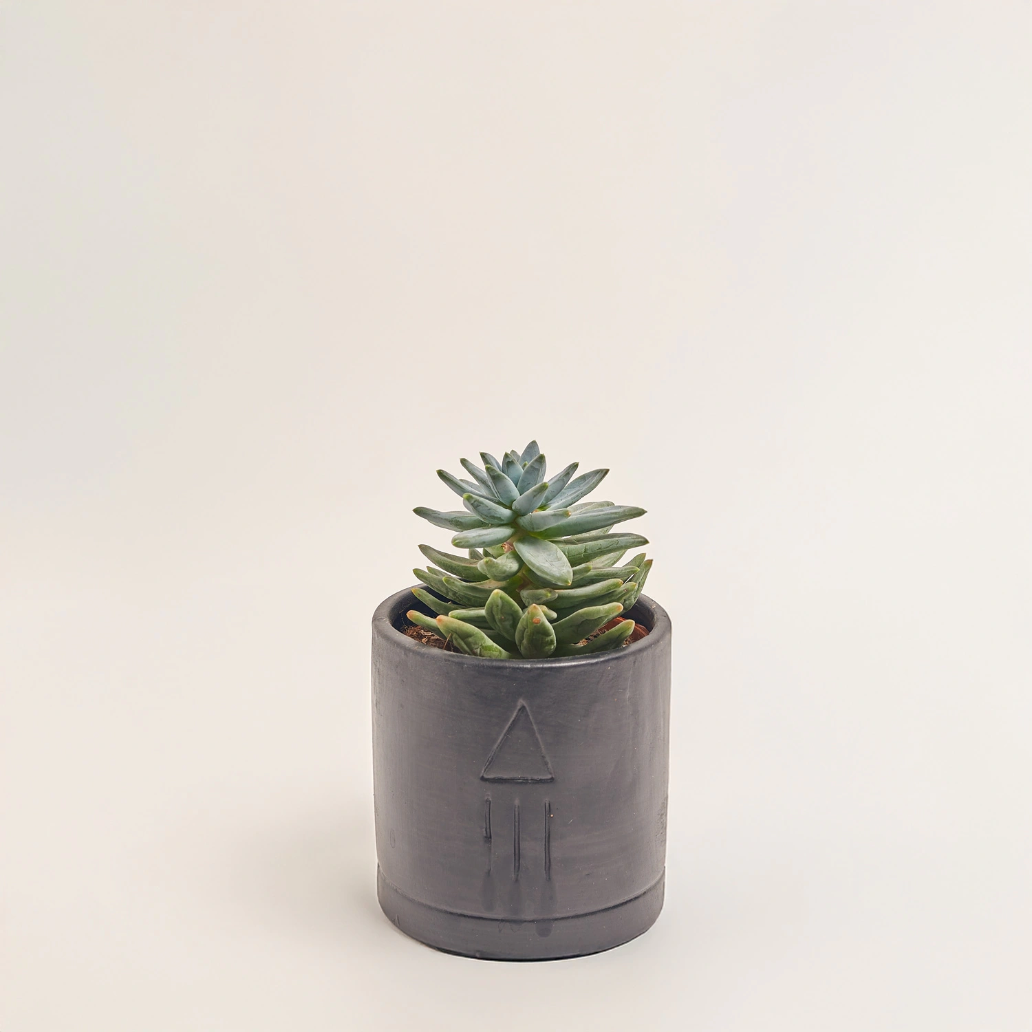 Зображення товару Сукулент мікс в кер., артикул: 46317