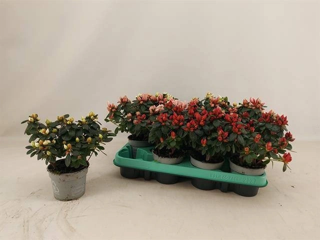 Зображення товару Азалія мікс, артикул: 57113