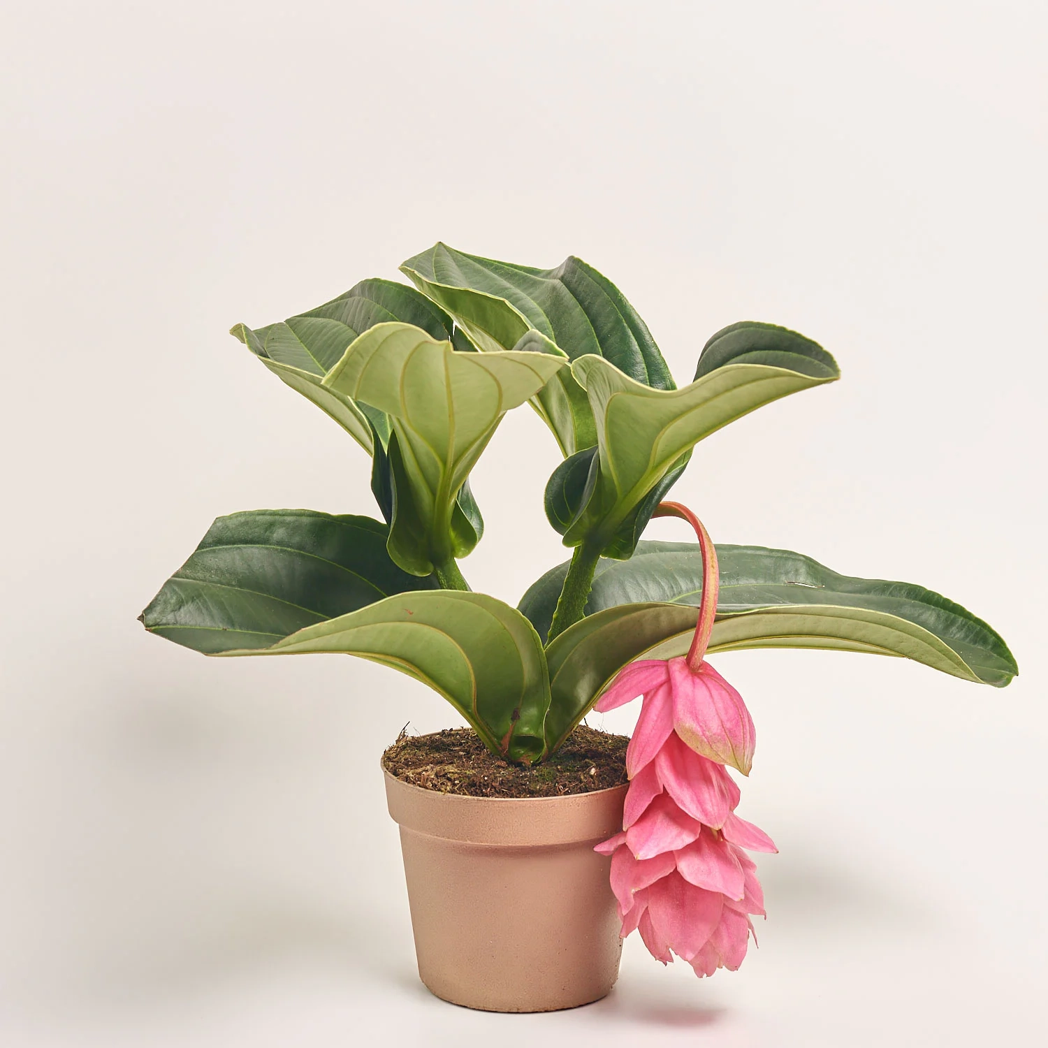 Зображення товару Медініла Кенді, артикул: 56453