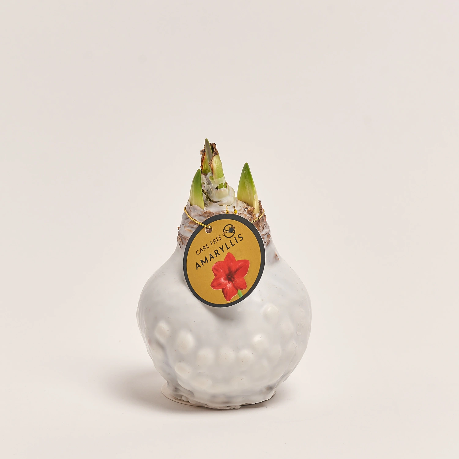 Амариліс мікс у воску, артикул: 32504 Зображення товару Амариліс мікс у воску, артикул: 32504