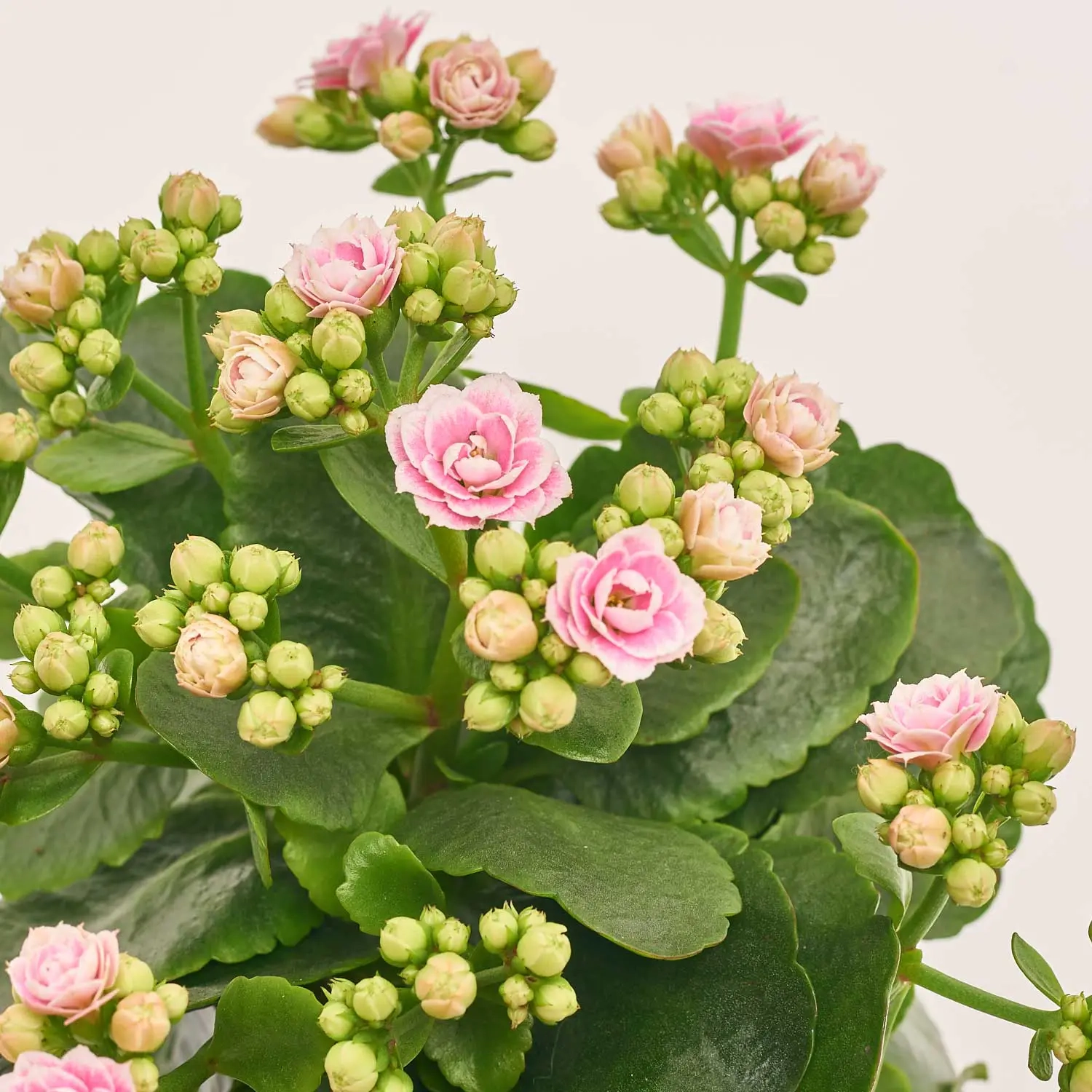 Зображення товару Каланхоє Роял мікс, артикул: 54597