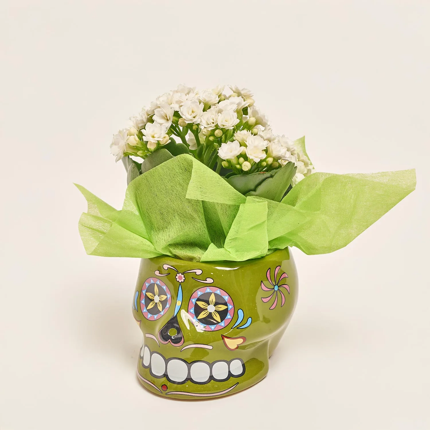 Зображення товару Каланхоє "Хелловін" мікс в кер., артикул: 52613