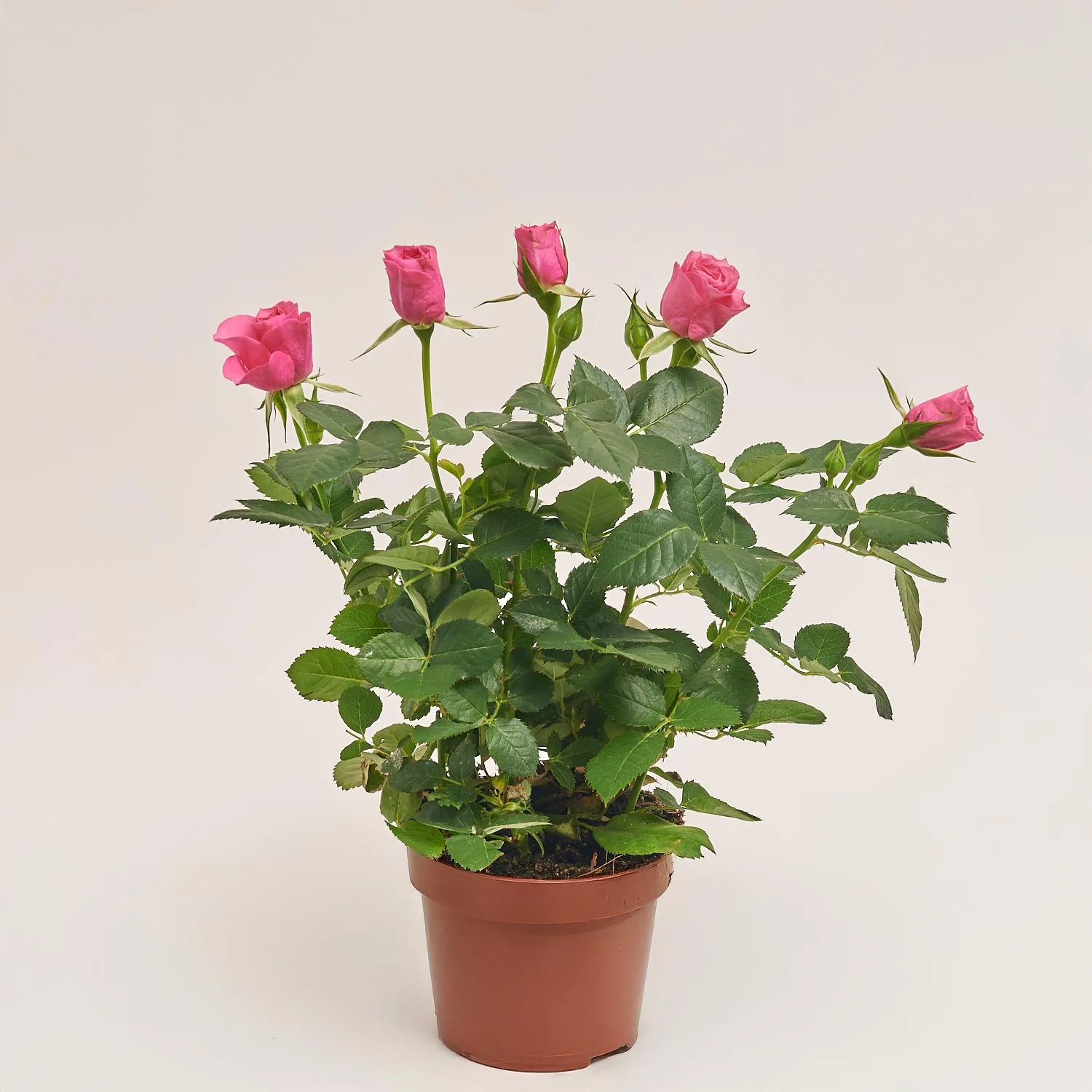 Зображення товару Троянда мікс, артикул: 1293