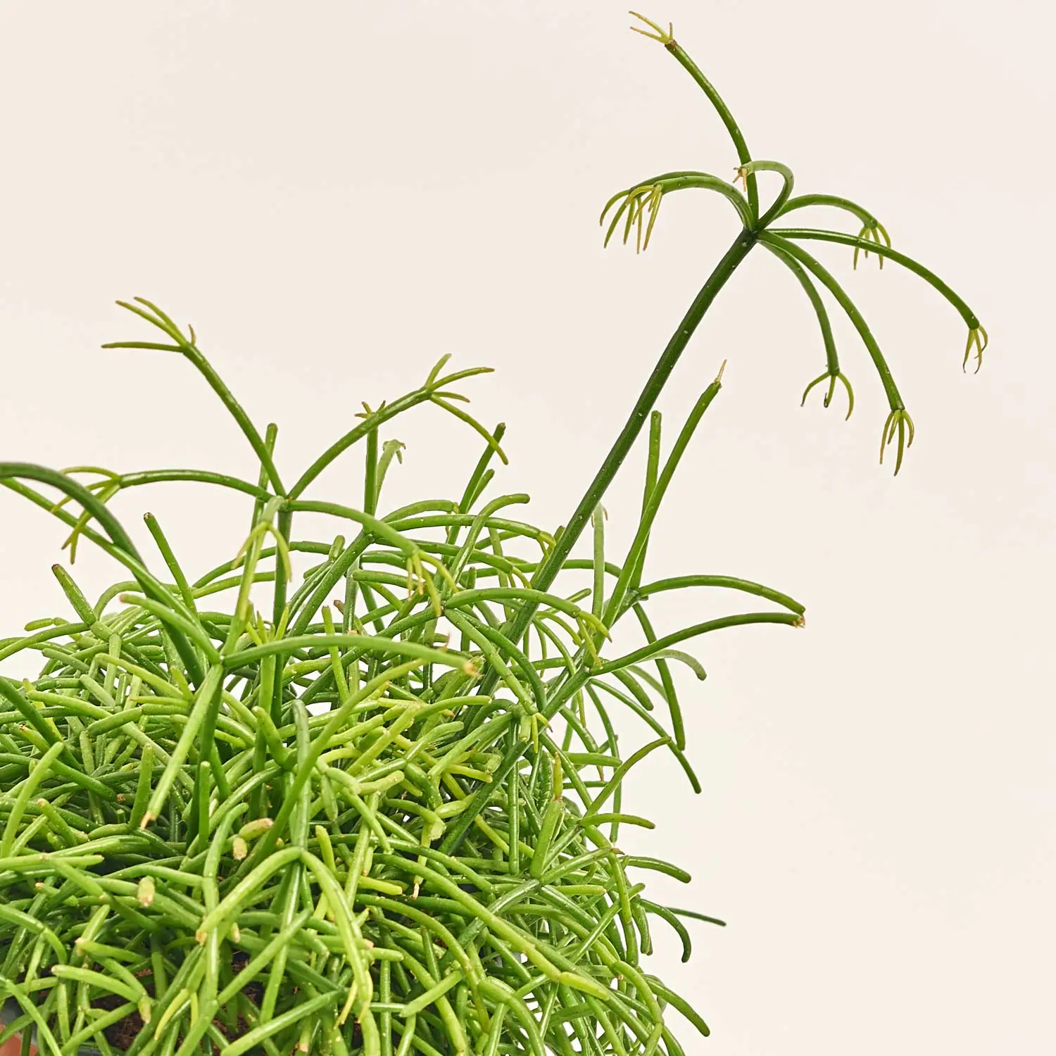 Рипсаліс мікс, артикул: 52619 Зображення товару Рипсаліс мікс, артикул: 52619