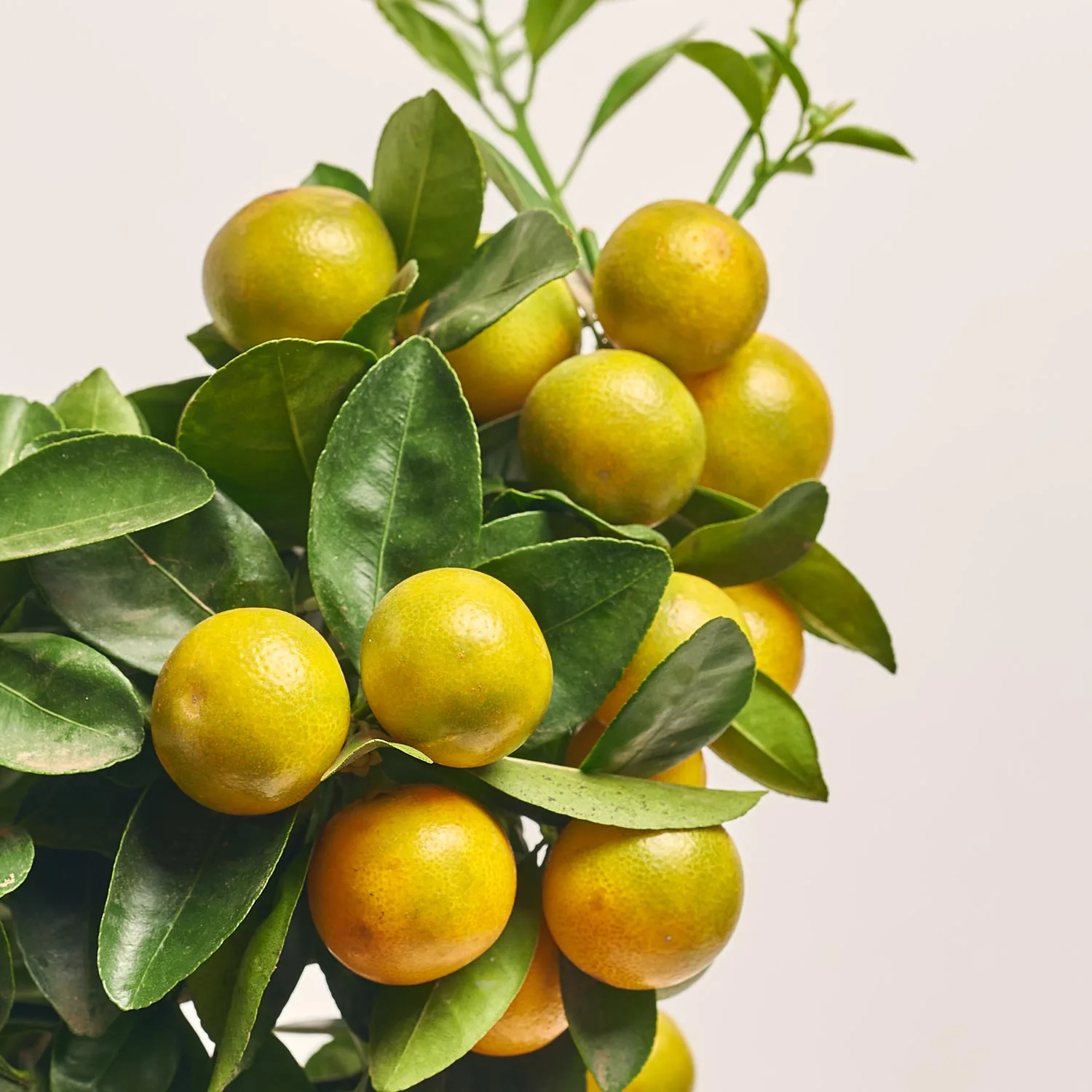 Зображення товару Цитрофортунелла мандарин та Кашпо Сет 509, артикул: 51835