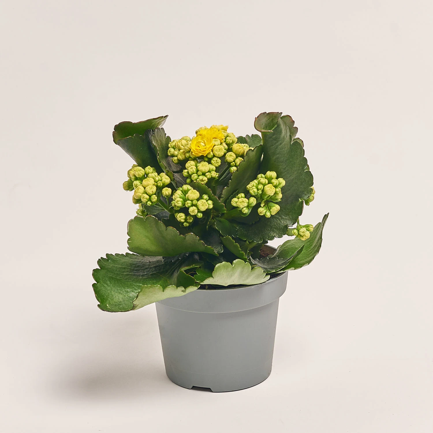 Зображення товару Каланхоє мікс, артикул: 18482