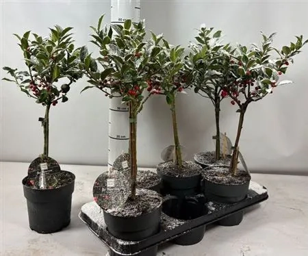 Ілекс Блу Мейд, артикул: 53509 Зображення товару Ілекс Блу Мейд, артикул: 53509