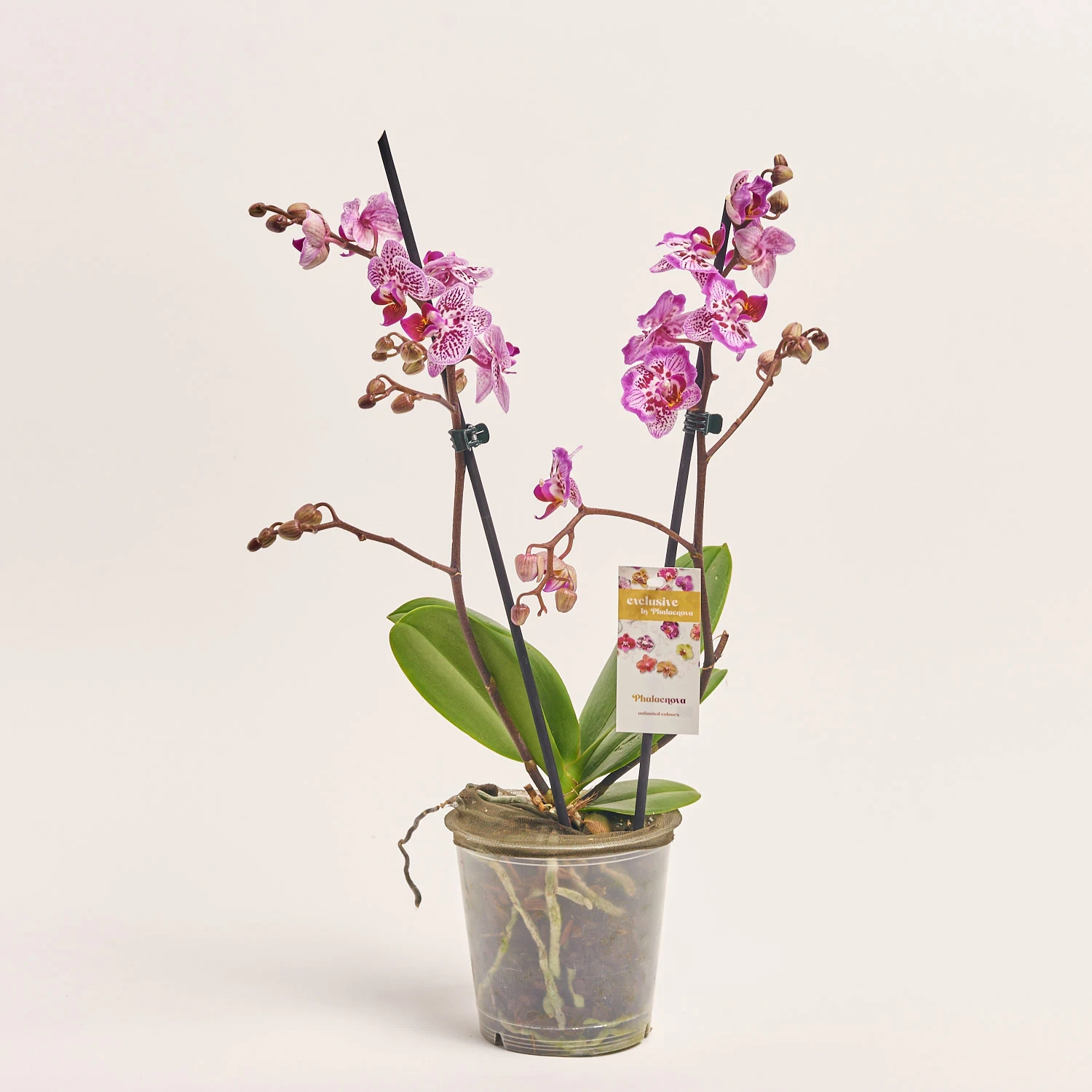 Зображення товару Фаленопсис 2ст. мікс, артикул: 25844