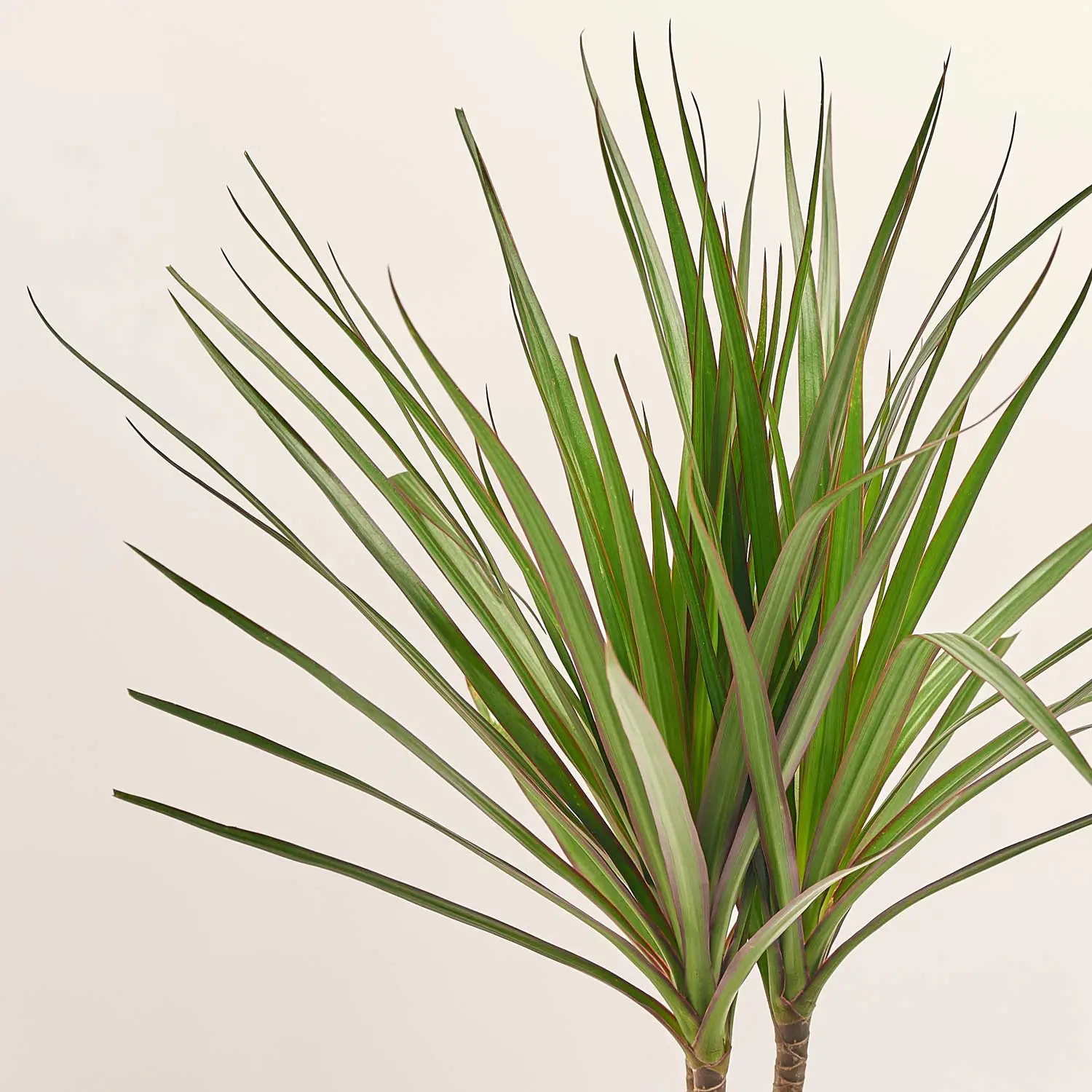 Зображення товару Драцена Маргіната 1ст., артикул: 52594