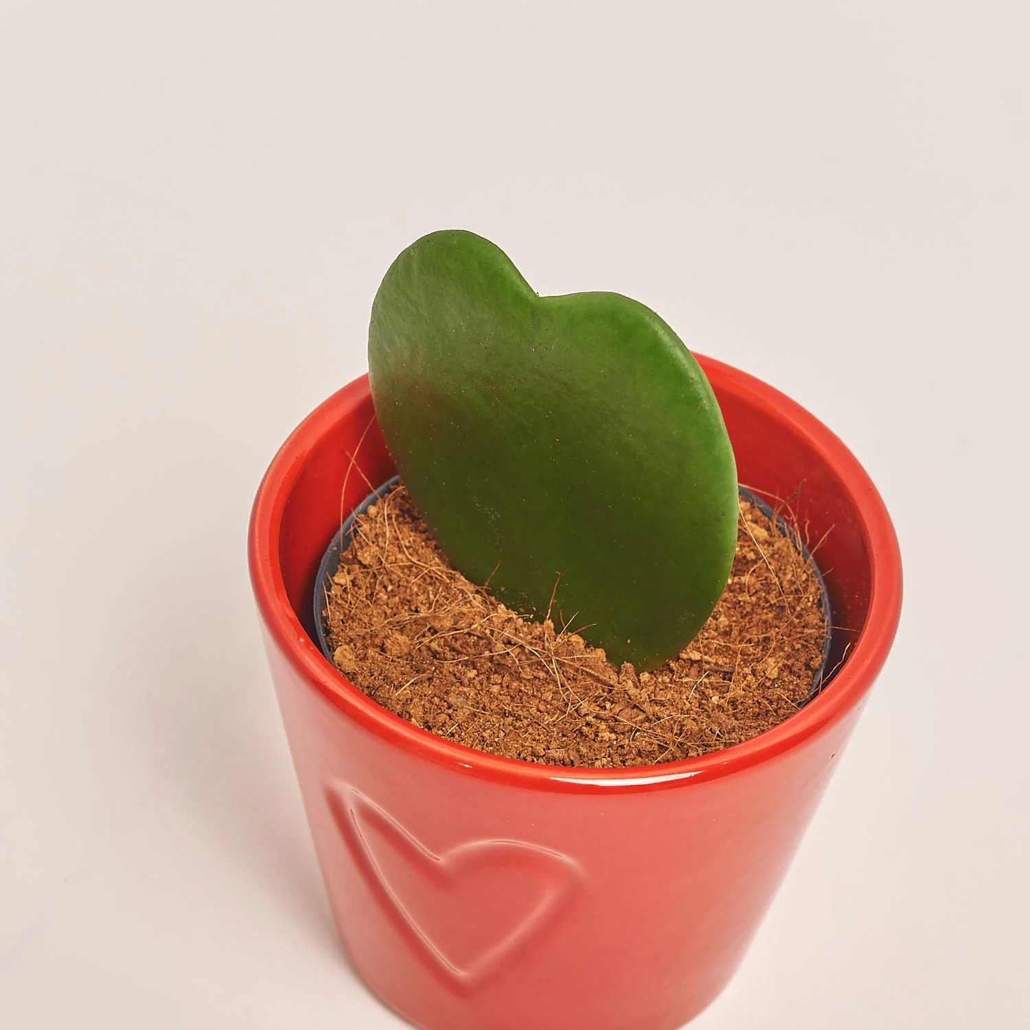 Зображення товару Хойя Керрі в кер., артикул: 55643