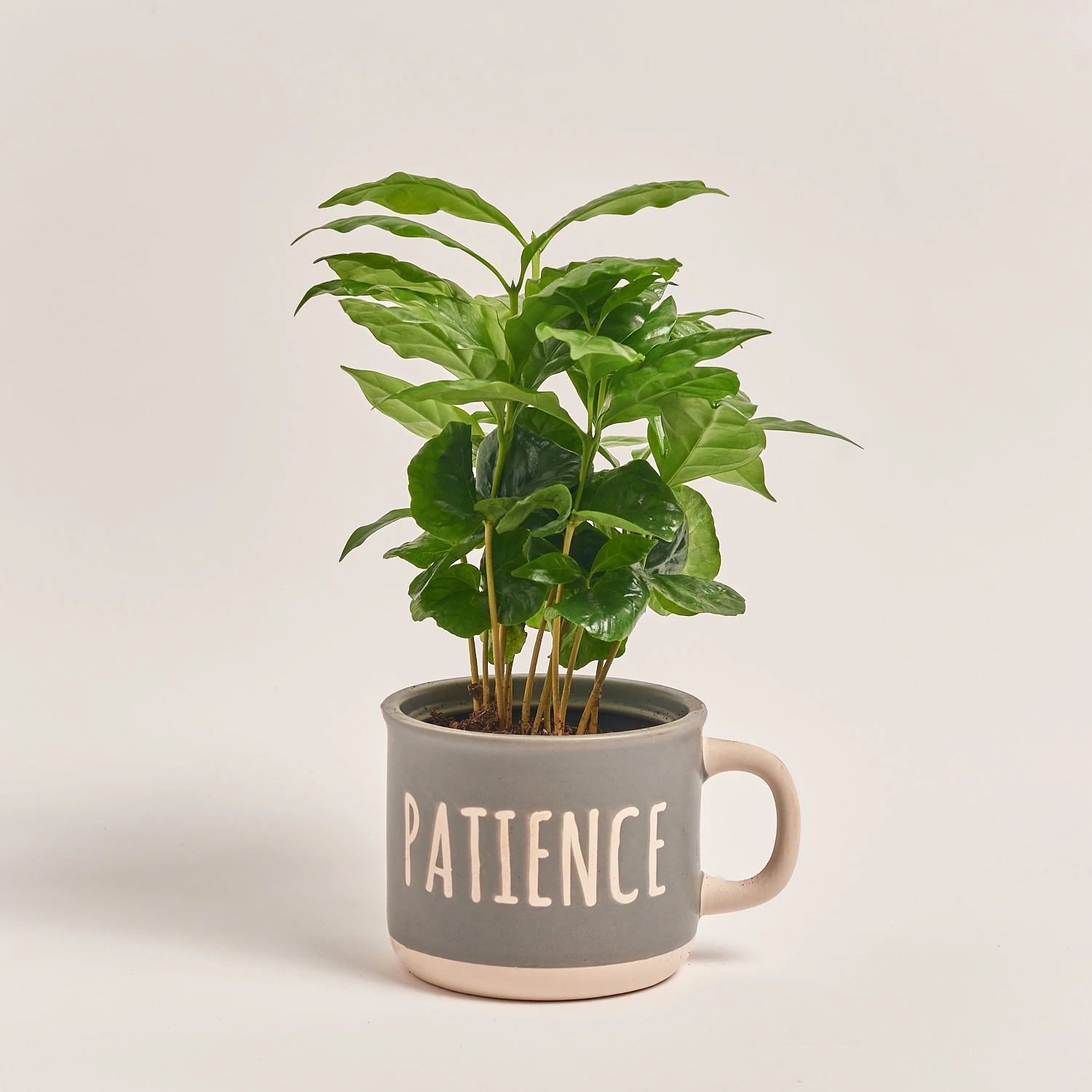 Зображення товару Кава Арабіка в чашці, артикул: 55396