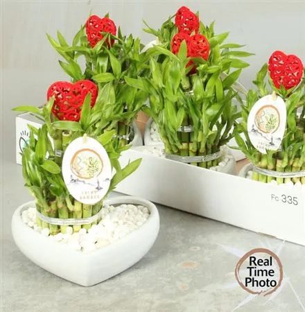 Зображення товару Бамбук Лакі в кераміці, артикул: 55686