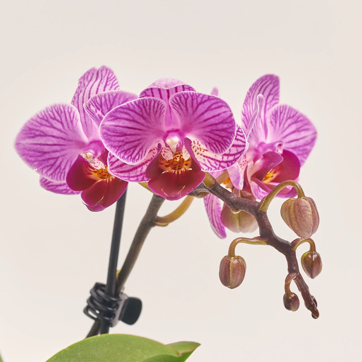 Зображення товару Фаленопсис міні 1ст. рожевий, артикул: 55895