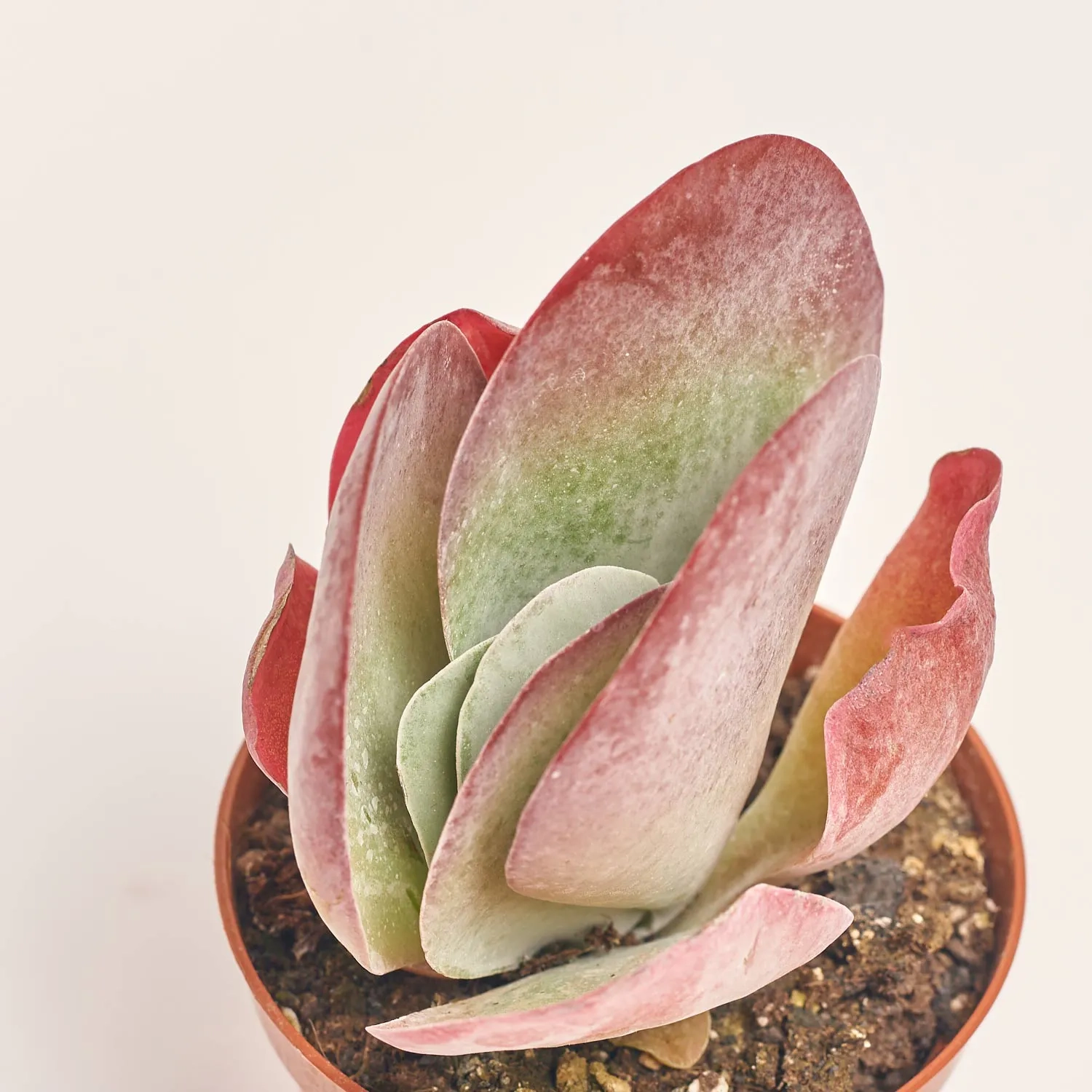 Зображення товару Каланхоє Турсіфлора, артикул: 56759