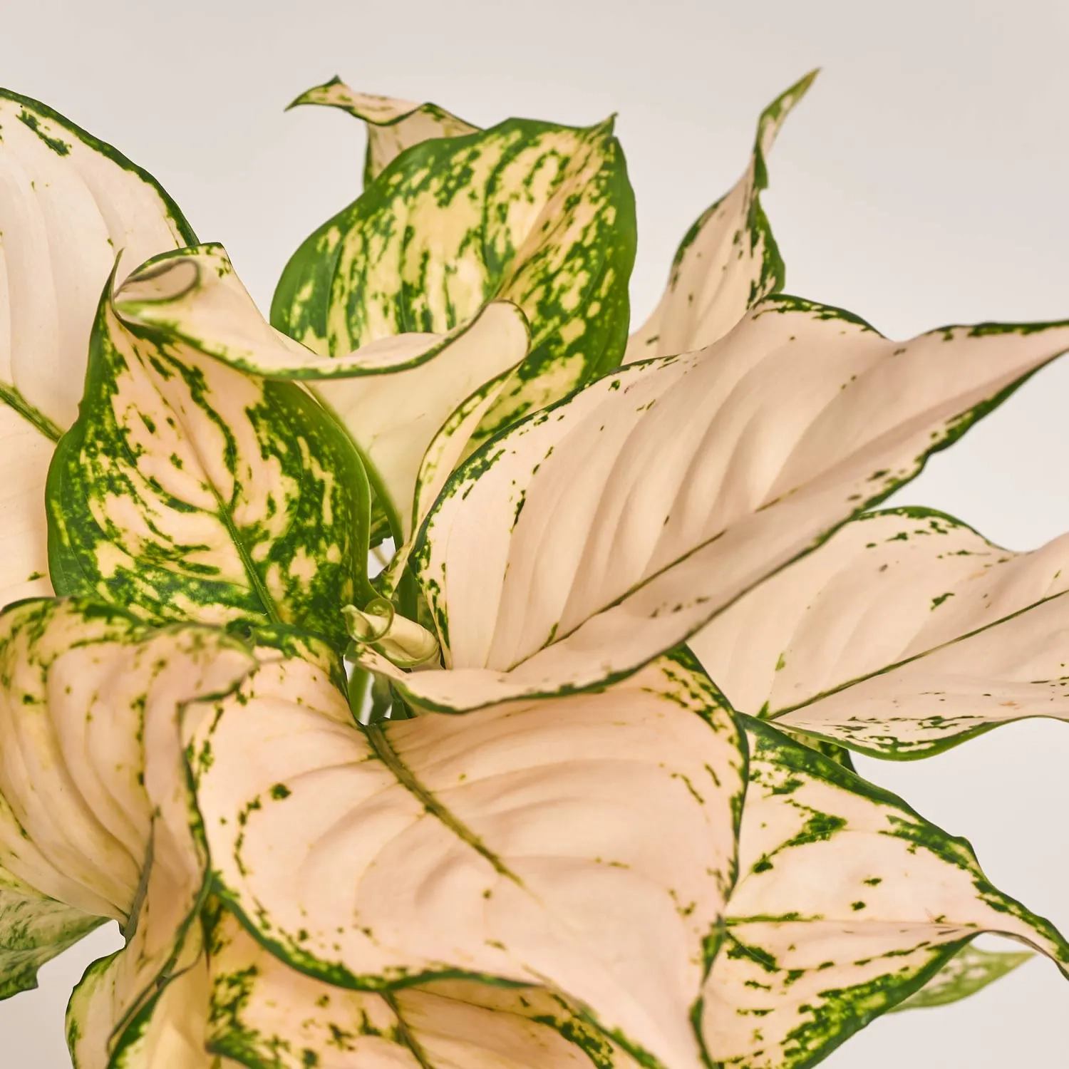 Аглаонема Вайт Ківі, артикул: 51795 Зображення товару Аглаонема Вайт Ківі, артикул: 51795