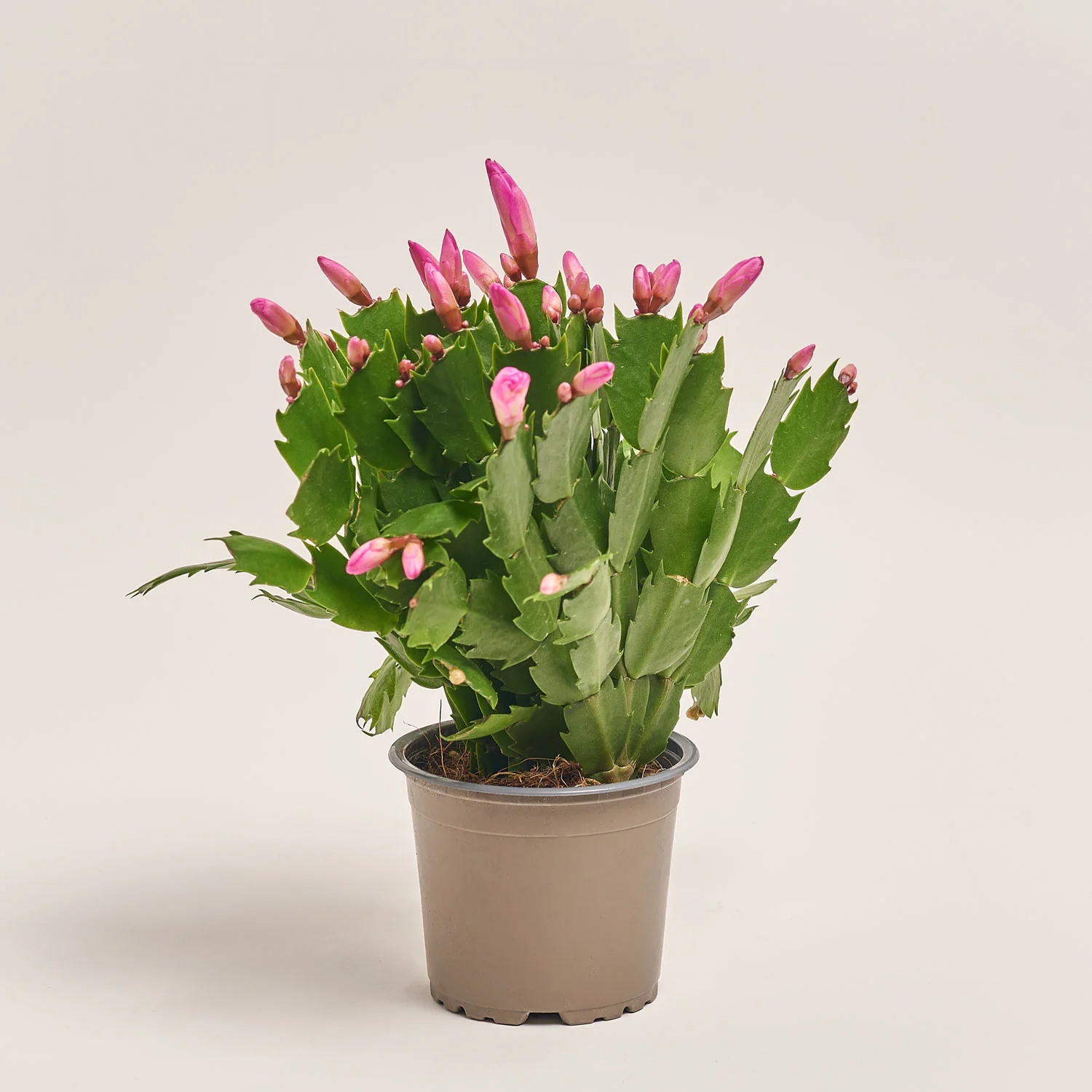 Зображення товару Шлюмбергера мікс, артикул: 42391