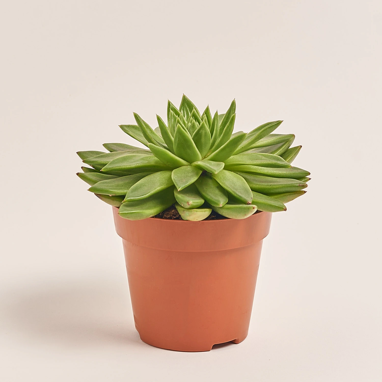 Сукулент мікс, артикул: 2084 Зображення товару Сукулент мікс, артикул: 2084