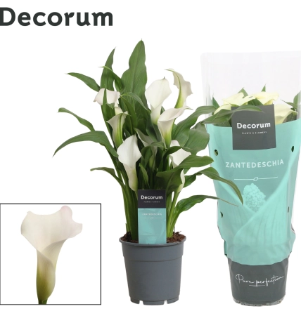 Зантедескія біла Декорум, артикул: 56904 Зображення товару Зантедескія біла Декорум, артикул: 56904
