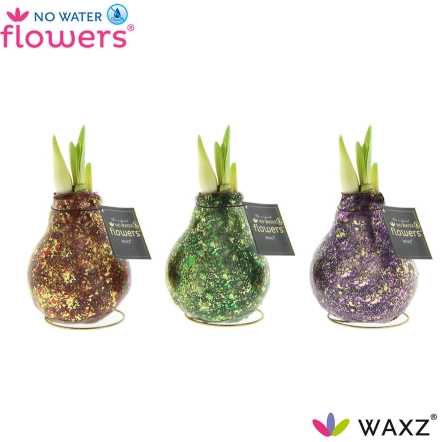 Амариліс "Галаксі Поларіс" у воску, артикул: 53631 Зображення товару Амариліс "Галаксі Поларіс" у воску, артикул: 53631