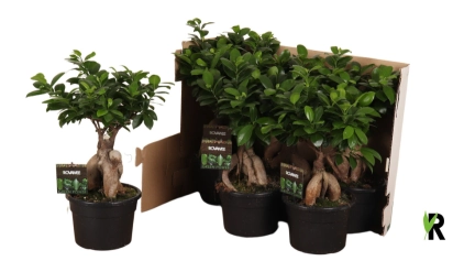 Фікус мікрокарпа Гінсенг, артикул: 56340 Зображення товару Фікус мікрокарпа Гінсенг, артикул: 56340