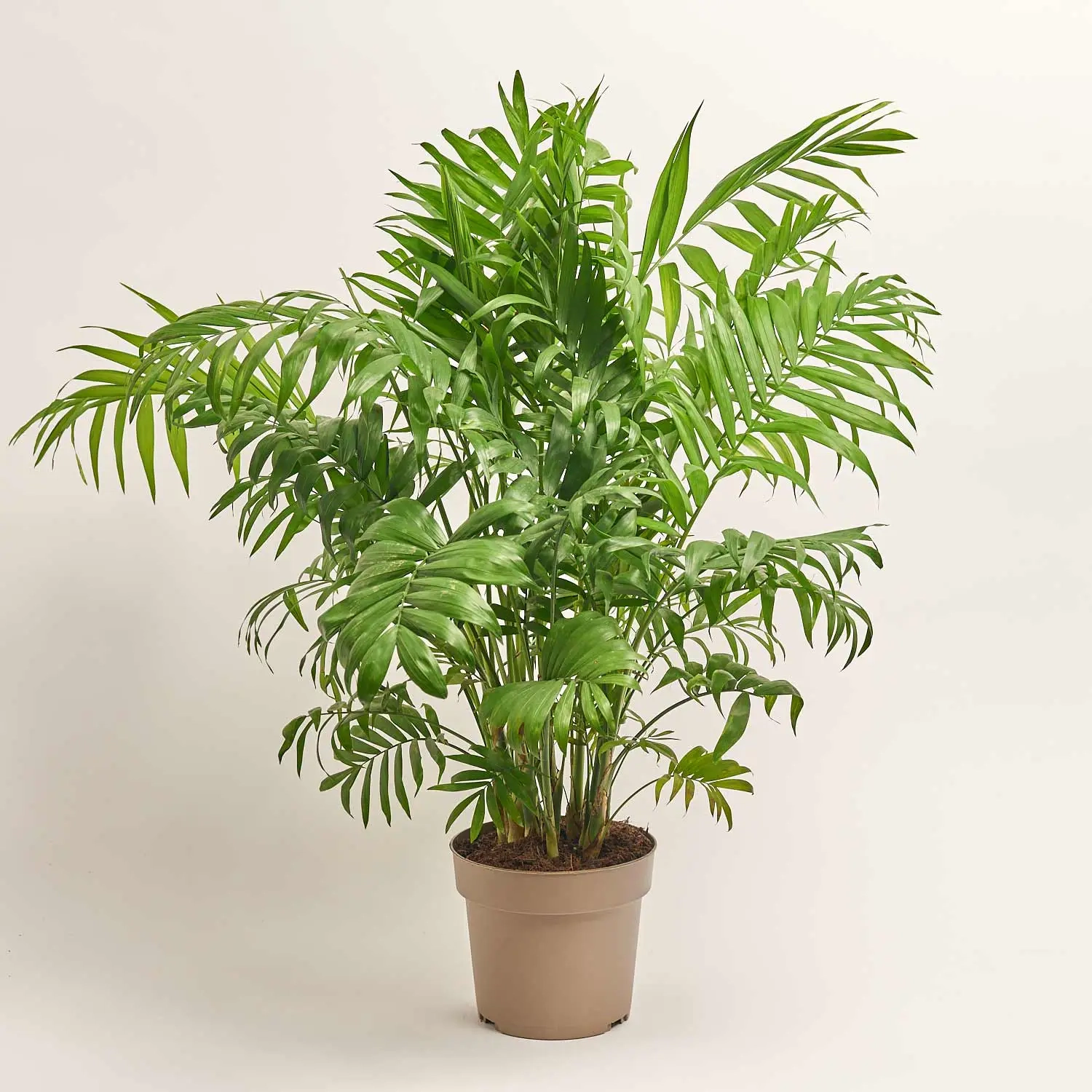 Зображення товару Хамедорея Елеганс, артикул: 56849