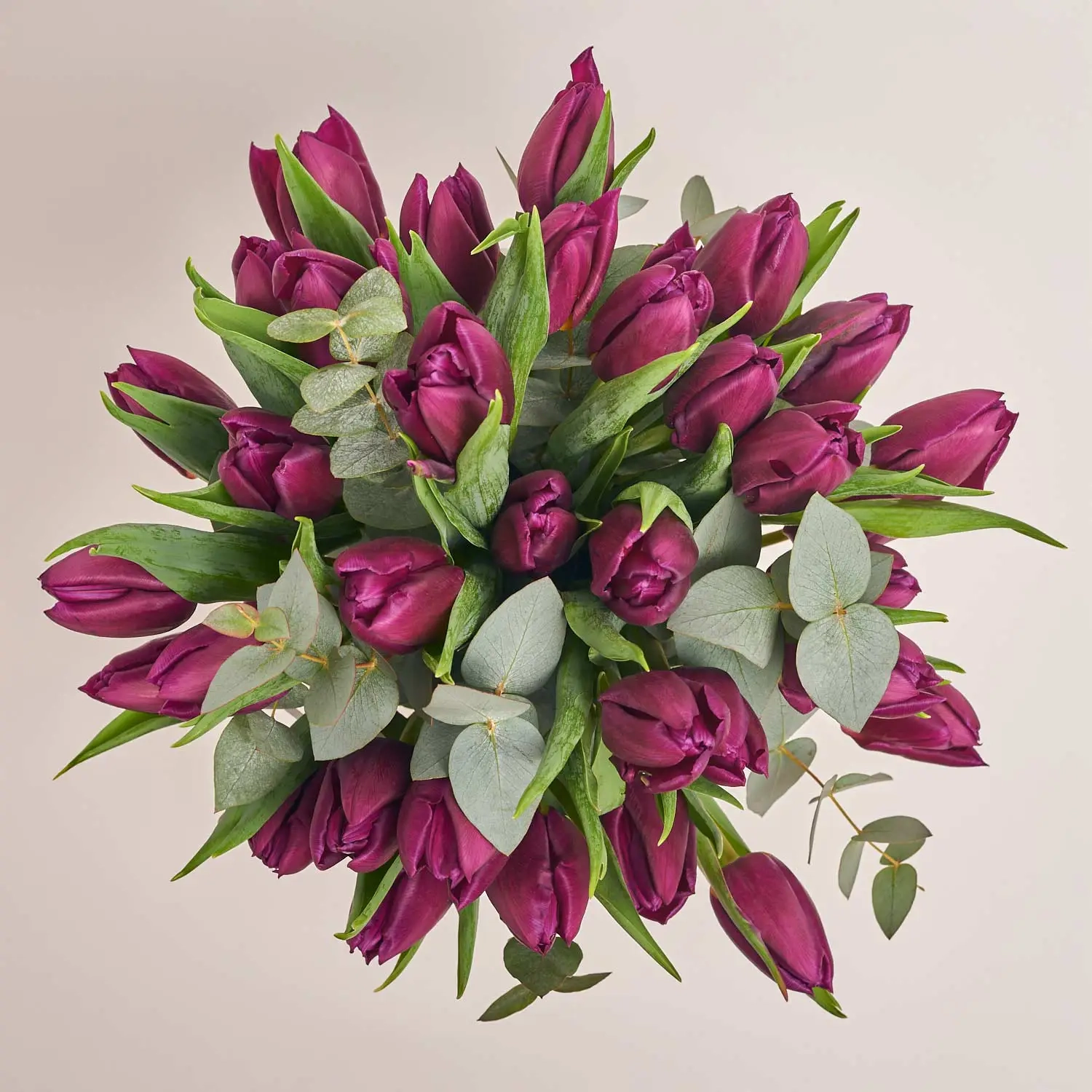 Композиція з фіолетових тюльпанів у кашпо F111, артикул: 55744 Зображення товару Композиція з фіолетових тюльпанів у кашпо F111, артикул: 55744