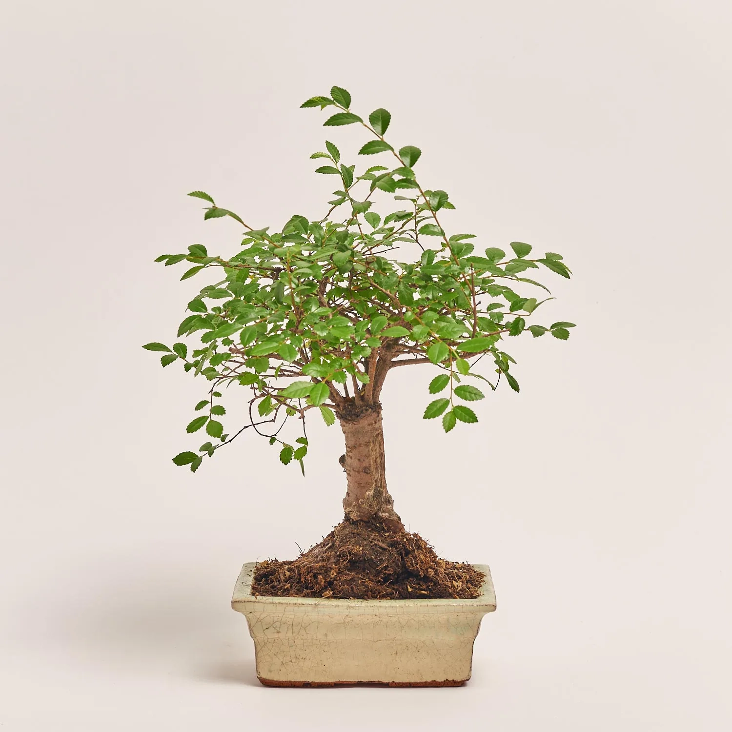 Зображення товару Бонсай в кер., артикул: 17924