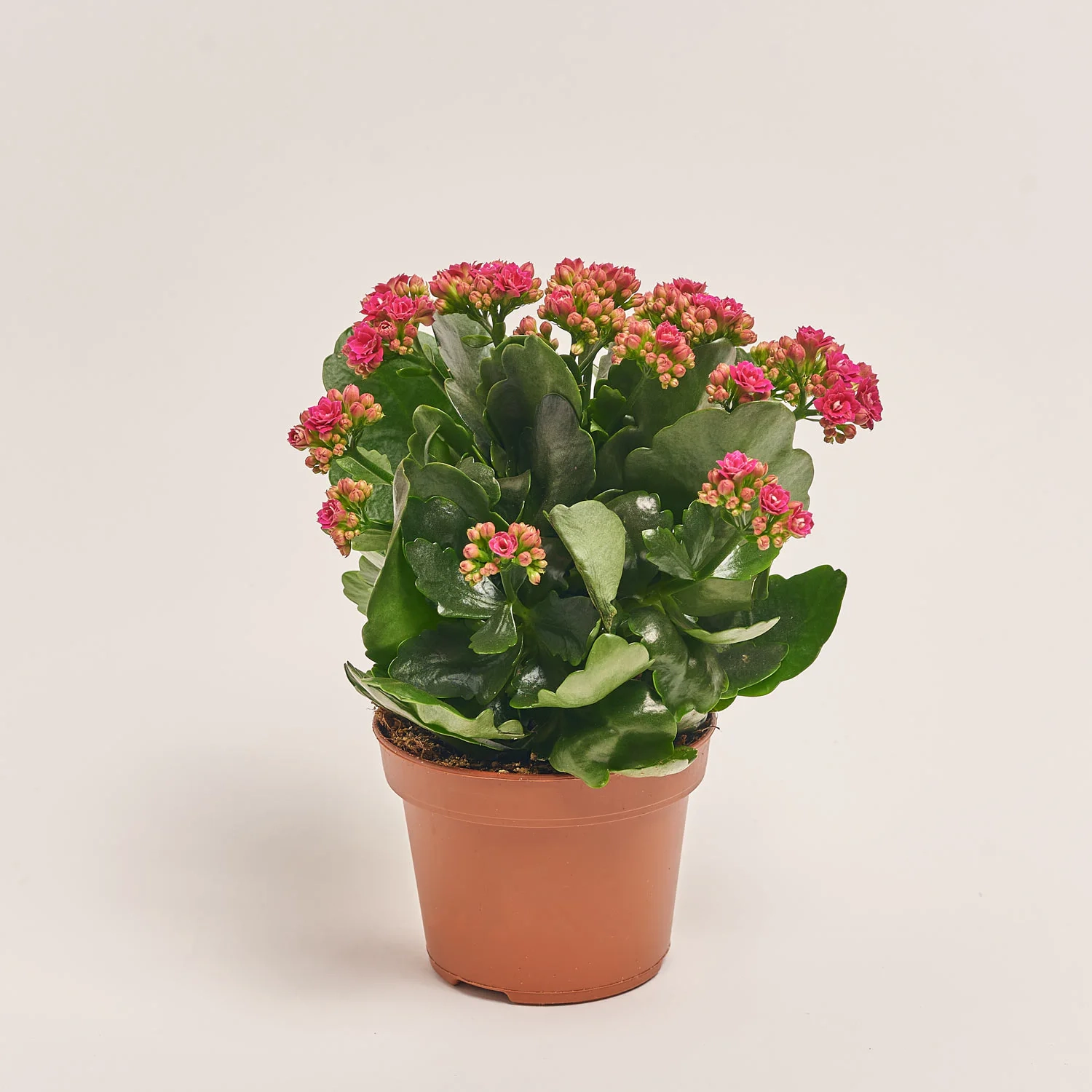 Зображення товару Каланхоє мікс, артикул: 25739