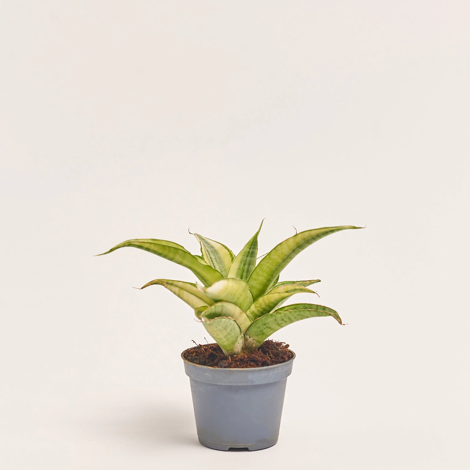 Зображення товару Сансевієрія Габрієлла Краун, артикул: 57161