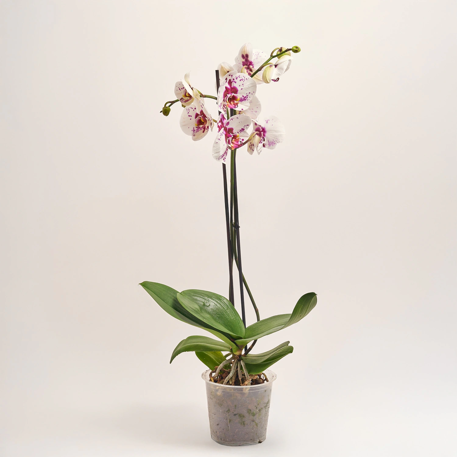 Зображення товару Фаленопсис Гранді Пікасо 2ст., артикул: 35075