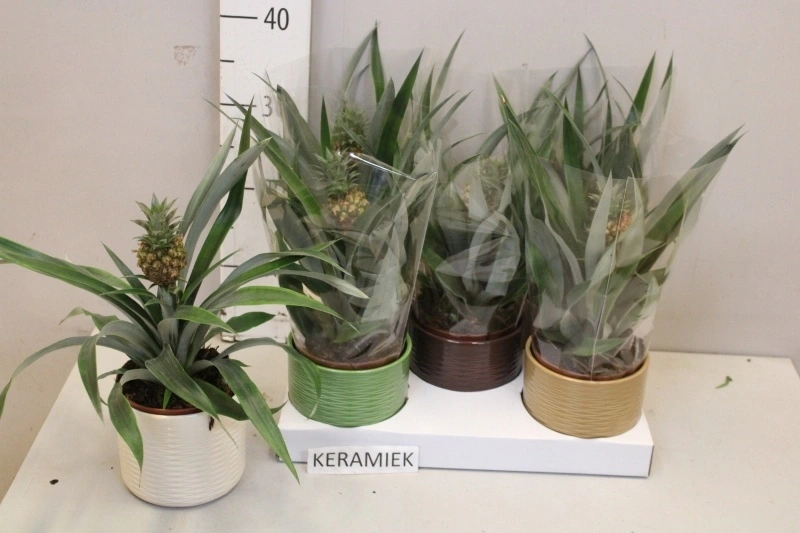 Зображення товару Ананас Росіта в кер., артикул: 56434