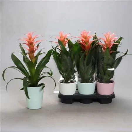 Зображення товару Гузманія Меліса в кер., артикул: 53457