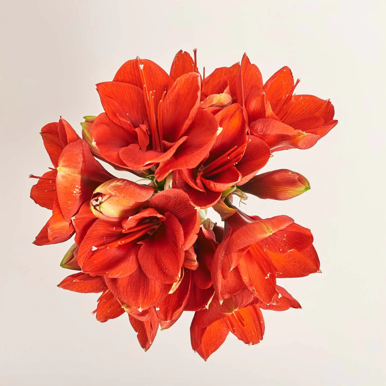 Зображення товару Букет 5 Амарилісів F448, артикул: 52499