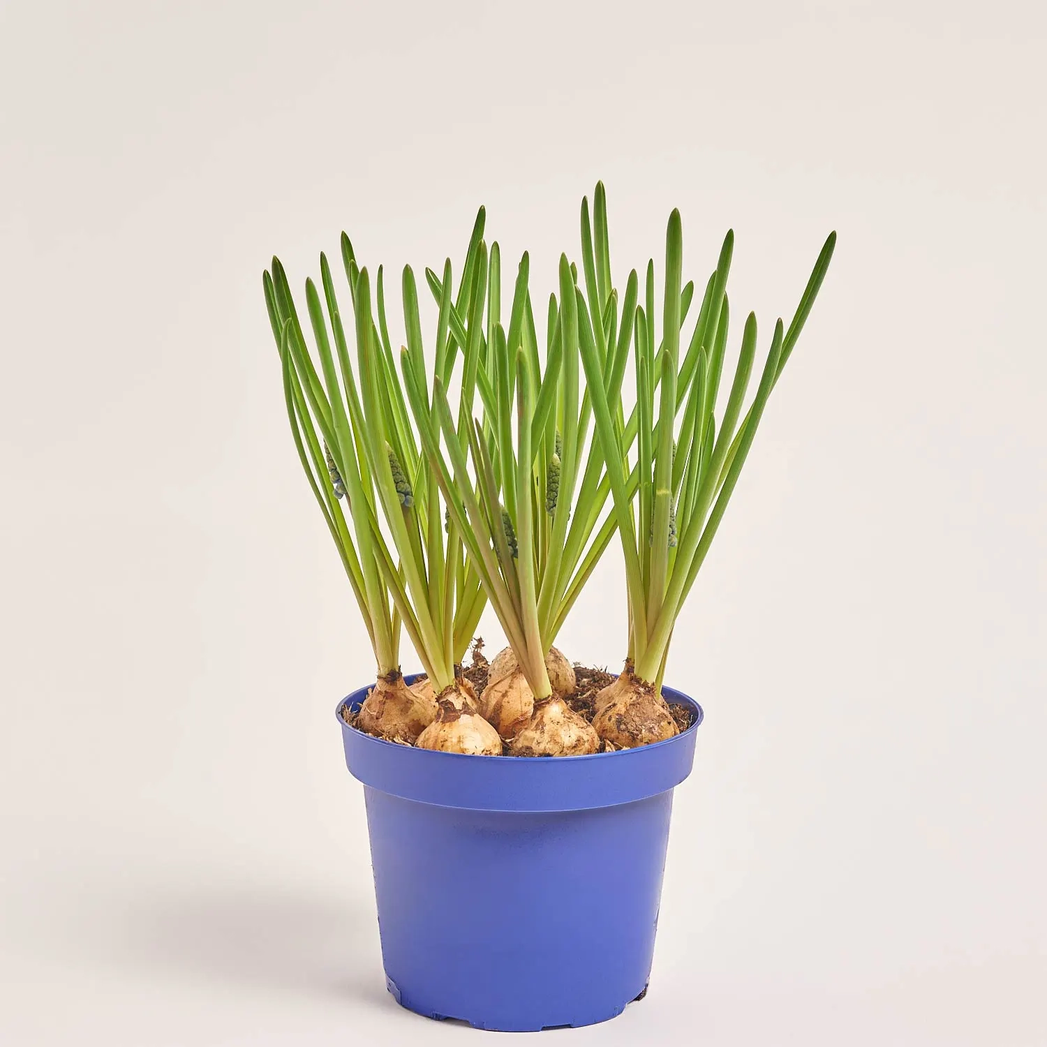 Зображення товару Мускарі Арменікум, артикул: 45406