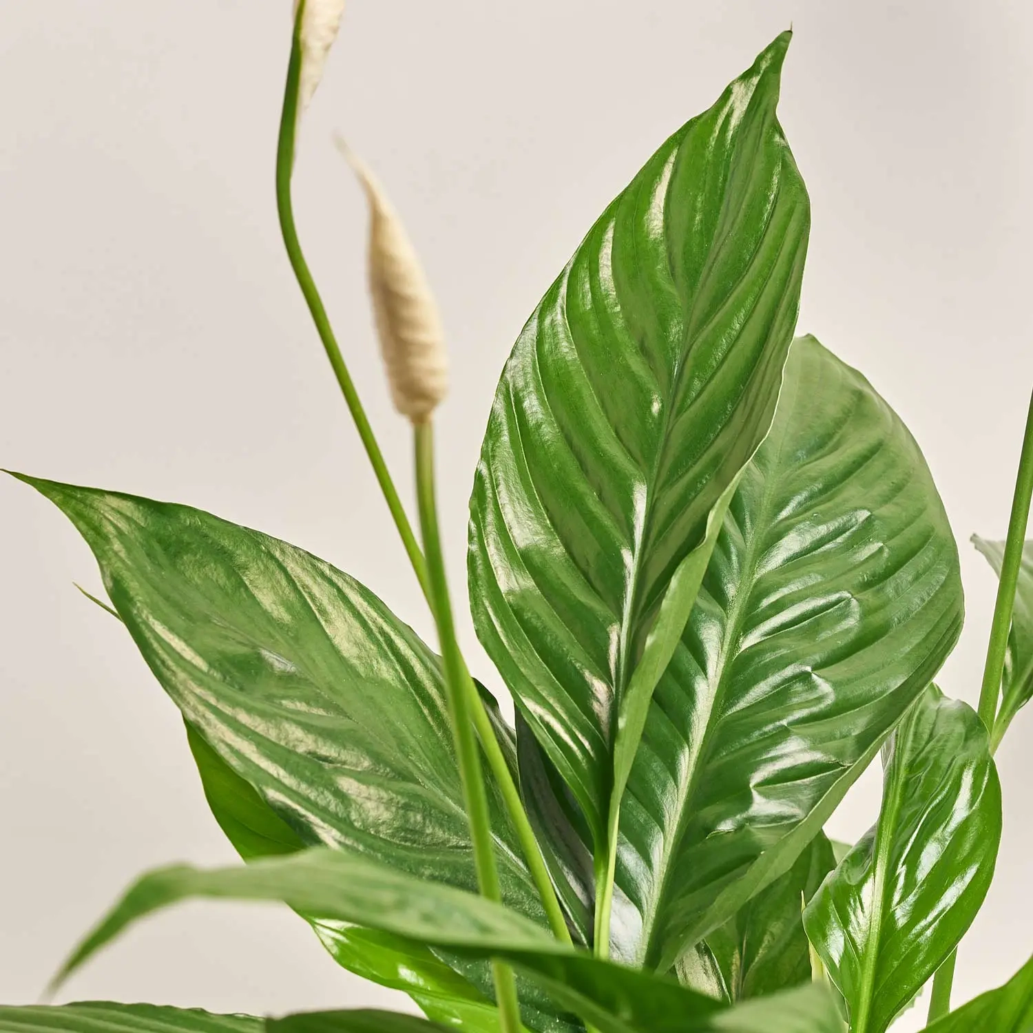 Зображення товару Спатифіллум Вівальді, артикул: 53885