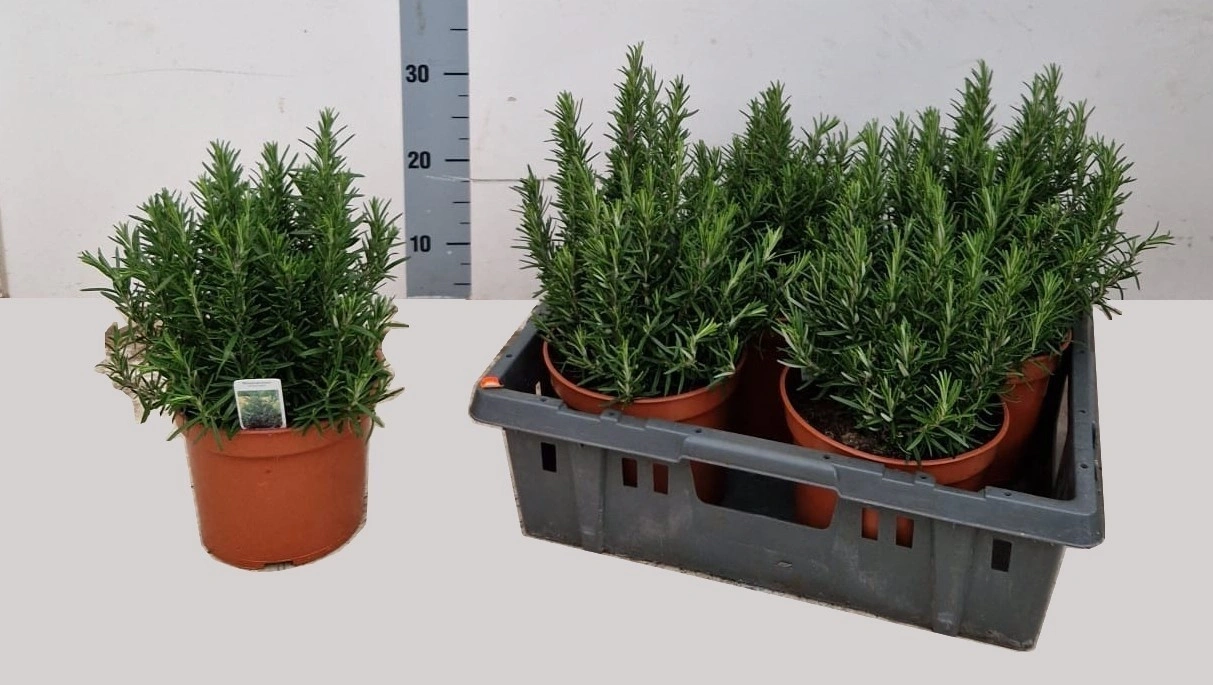 Зображення товару Розмарин, артикул: 57006