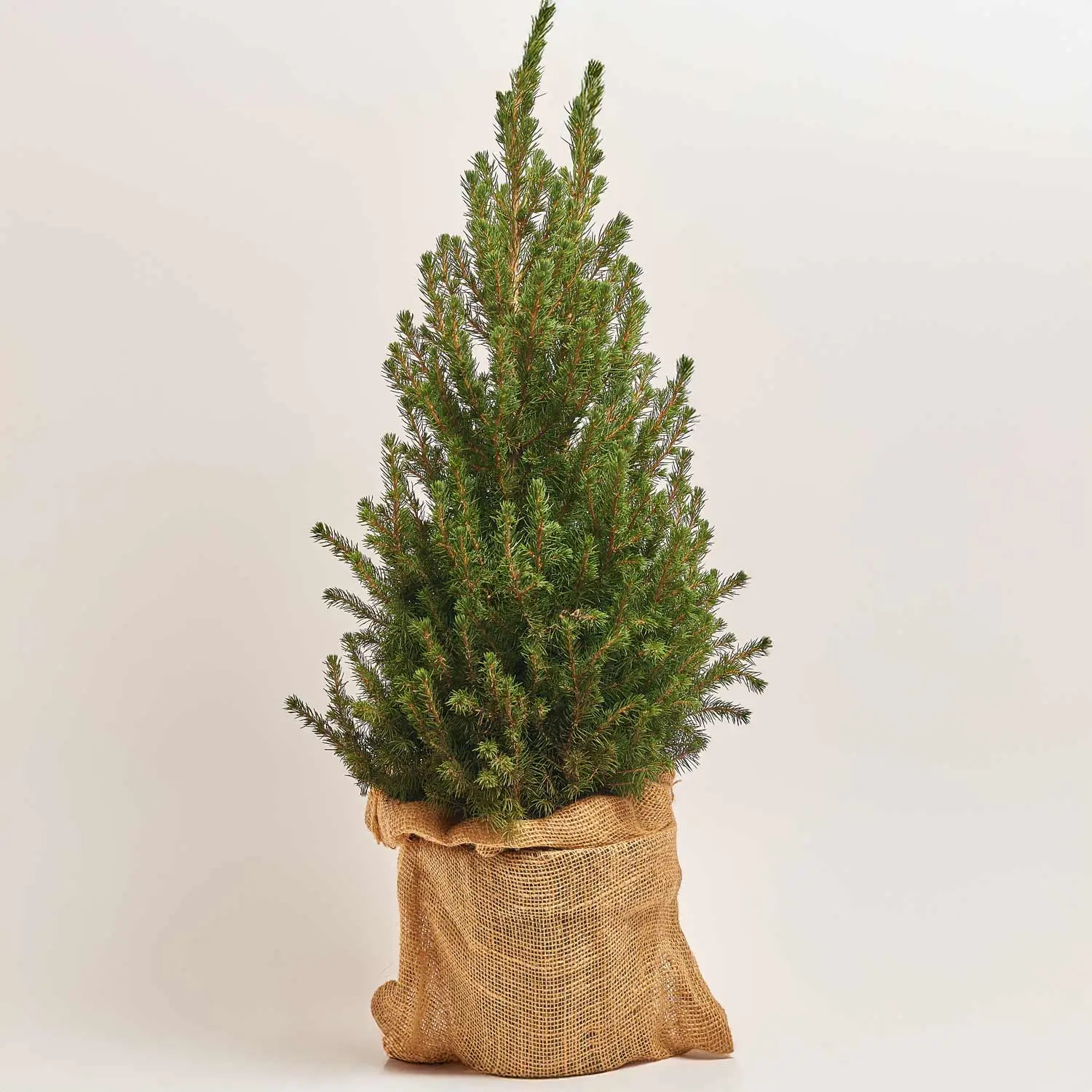 Зображення товару Ялина Коніка, артикул: 53880