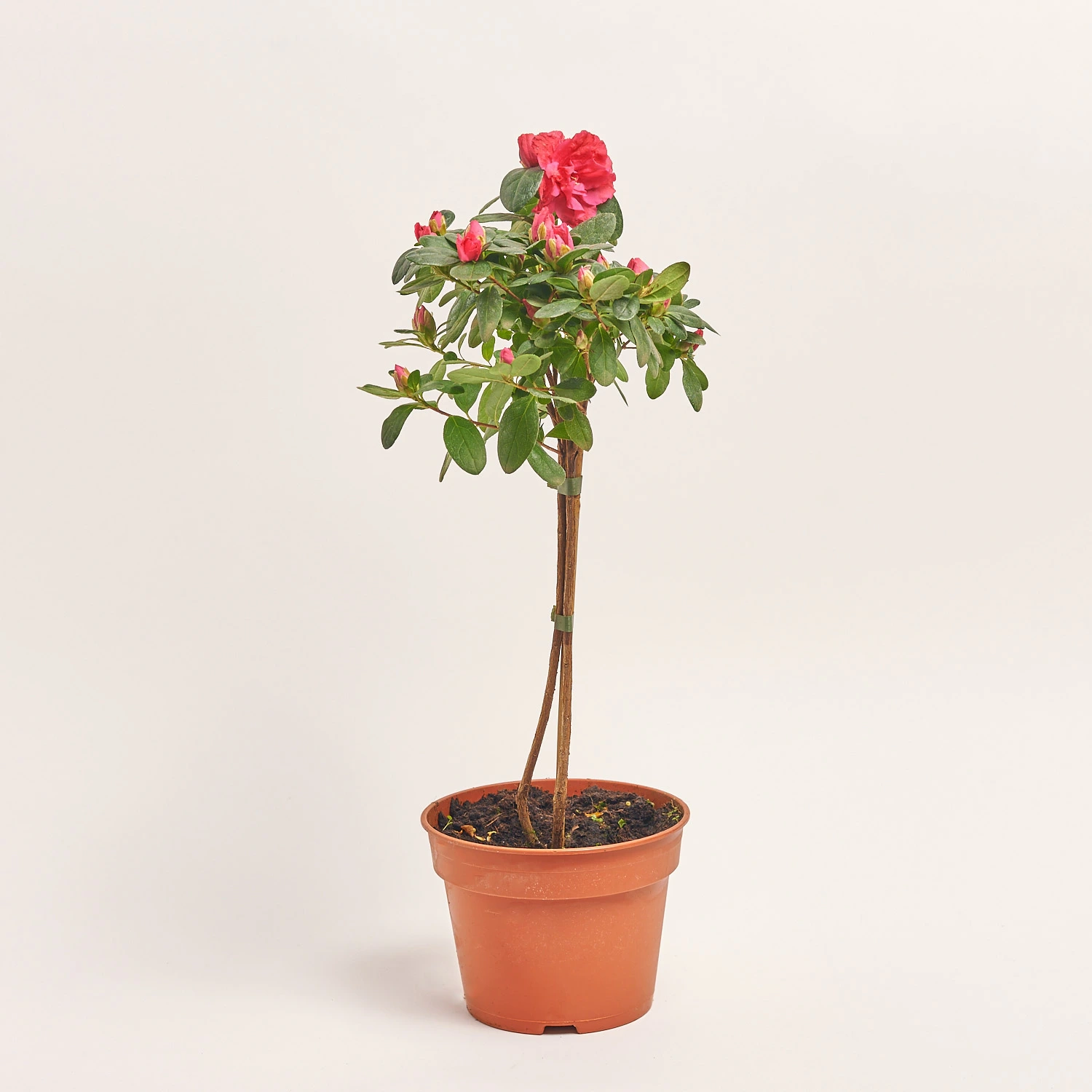 Азалія мікс штам., артикул: 25148 Зображення товару Азалія мікс штам., артикул: 25148