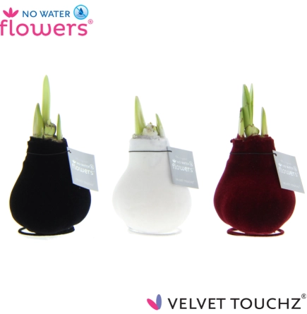 Амариліс "Вельвет Тач" мікс, артикул: 53628 Зображення товару Амариліс "Вельвет Тач" мікс, артикул: 53628