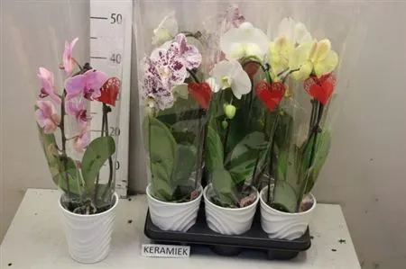 Фаленопсис каскад 1ст. мікс в кер., артикул: 55295 Зображення товару Фаленопсис каскад 1ст. мікс в кер., артикул: 55295