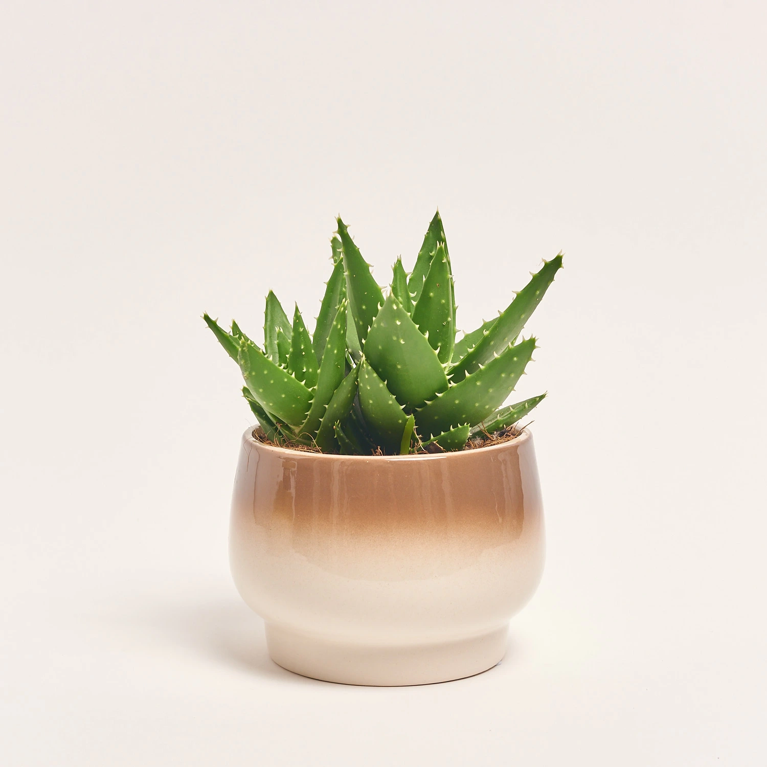 Сукулент мікс, артикул: 41177 Зображення товару Сукулент мікс, артикул: 41177