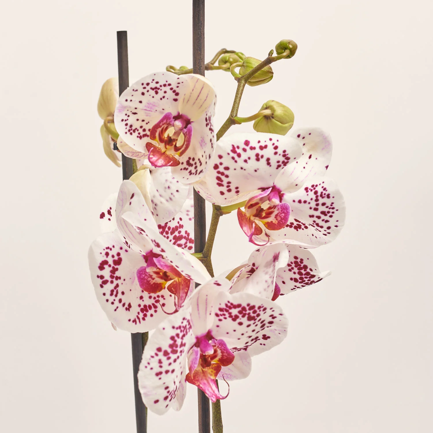 Зображення товару Фаленопсис 2ст. мікс, артикул: 19290