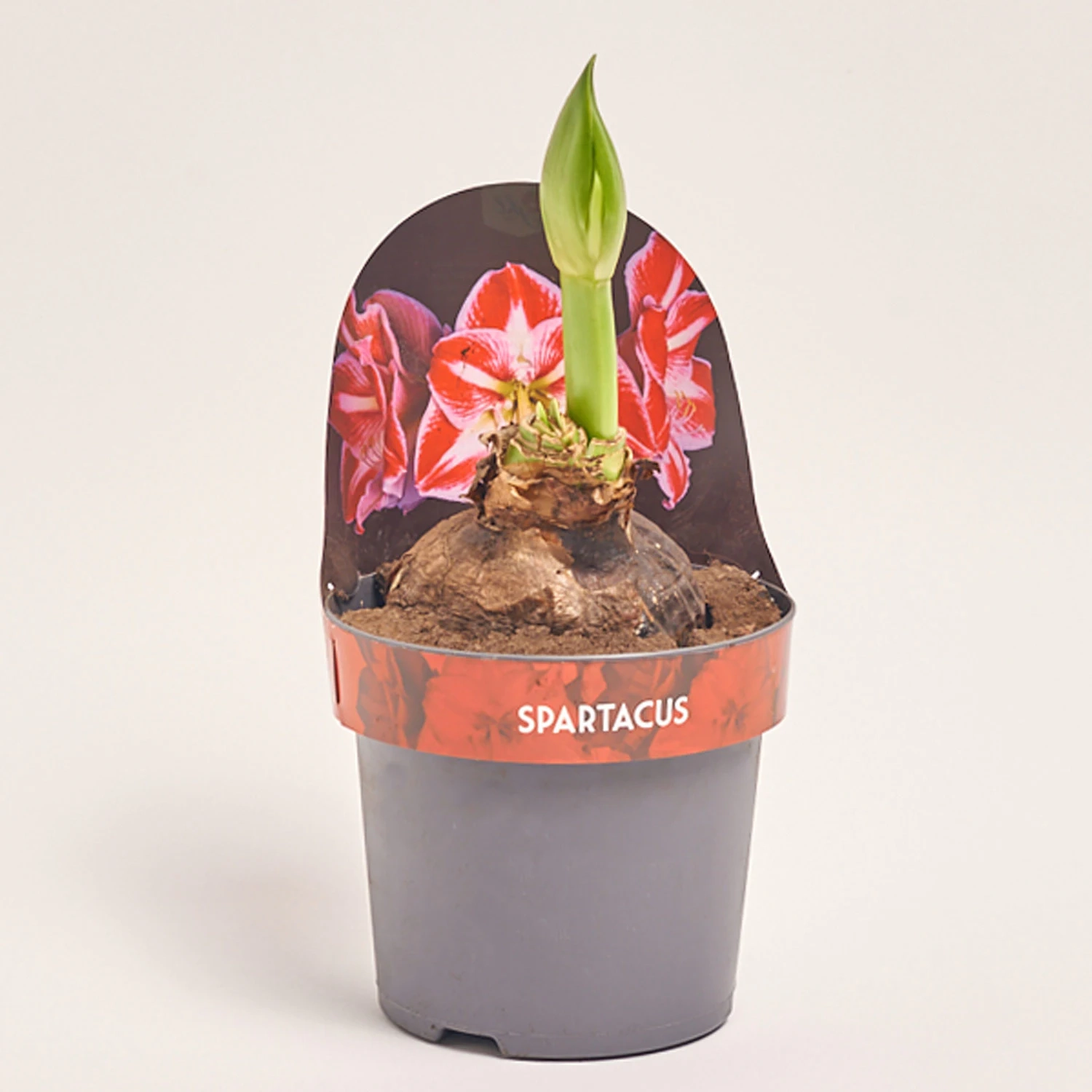Амариліс Спартакус, артикул: 56044 Зображення товару Амариліс Спартакус, артикул: 56044