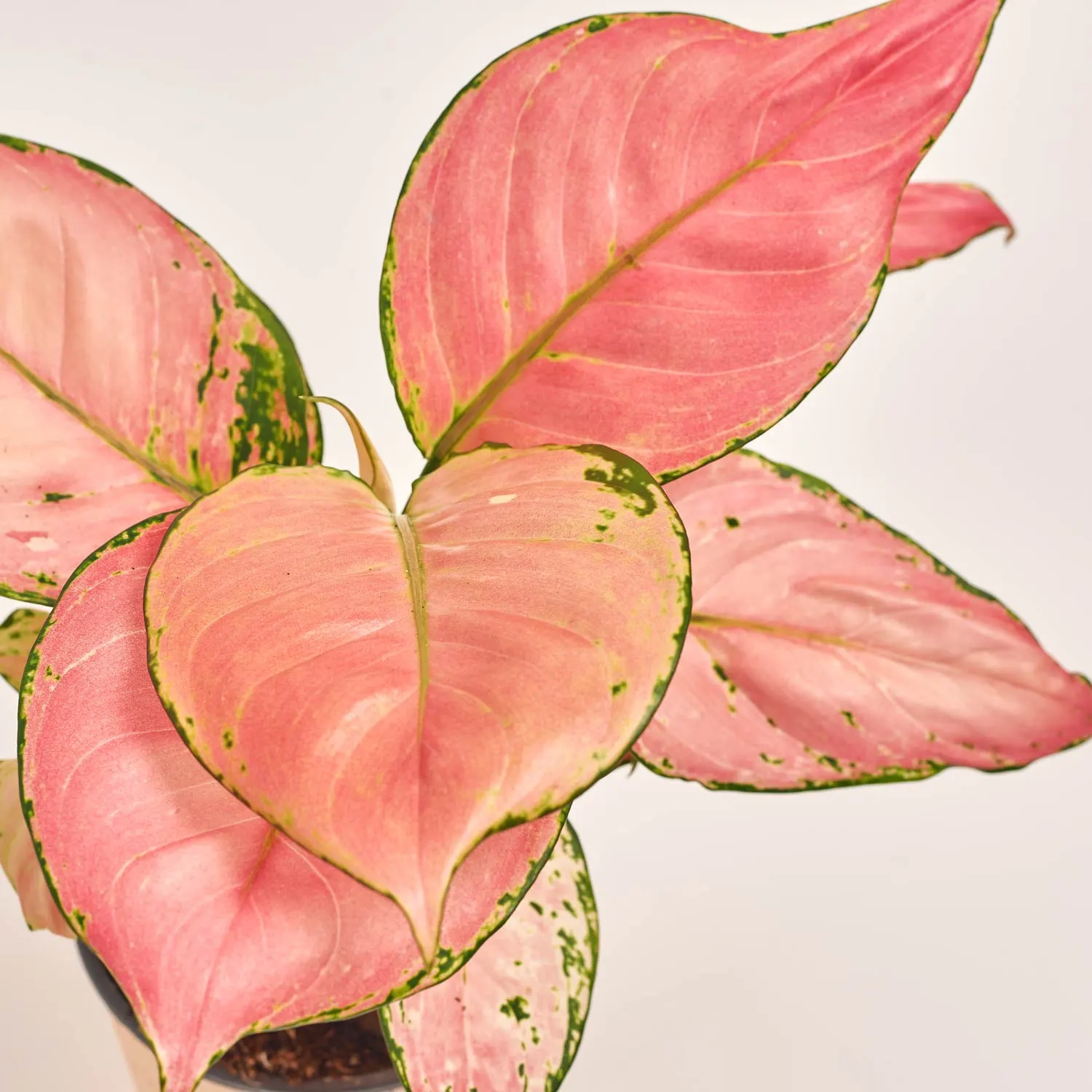 Зображення товару Аглаонема Ред Валентайн, артикул: 52721