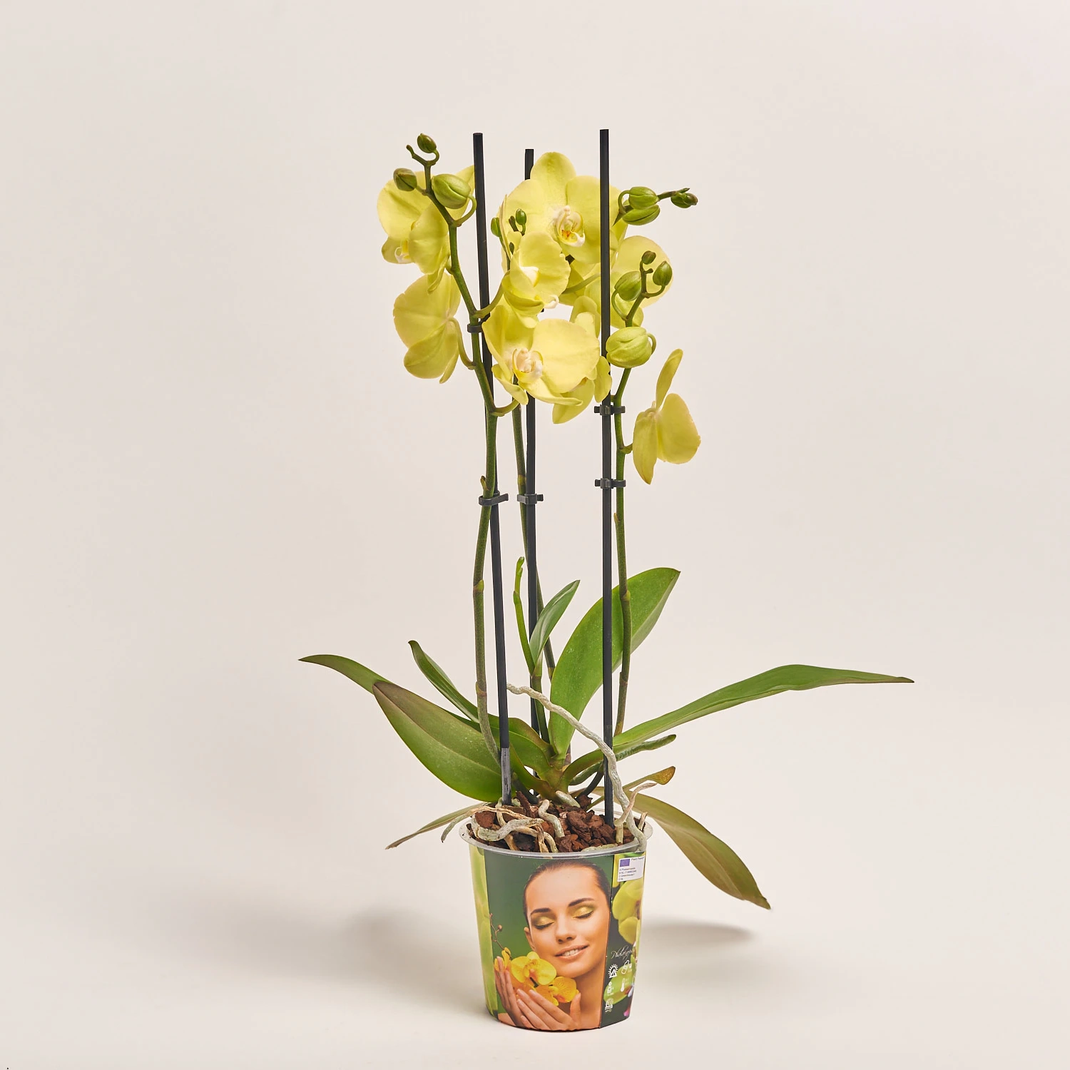 Фаленопсис "Савона" 3ст., артикул: 55794 Зображення товару Фаленопсис "Савона" 3ст., артикул: 55794