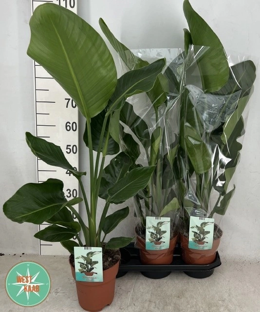 Зображення товару Стреліція Ніколай, артикул: 56049