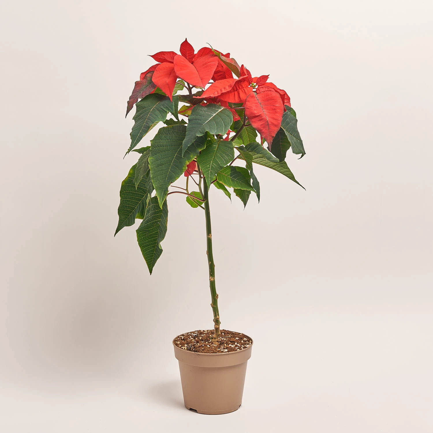 Зображення товару Пуансетія Крісмас Ред штамб., артикул: 32297