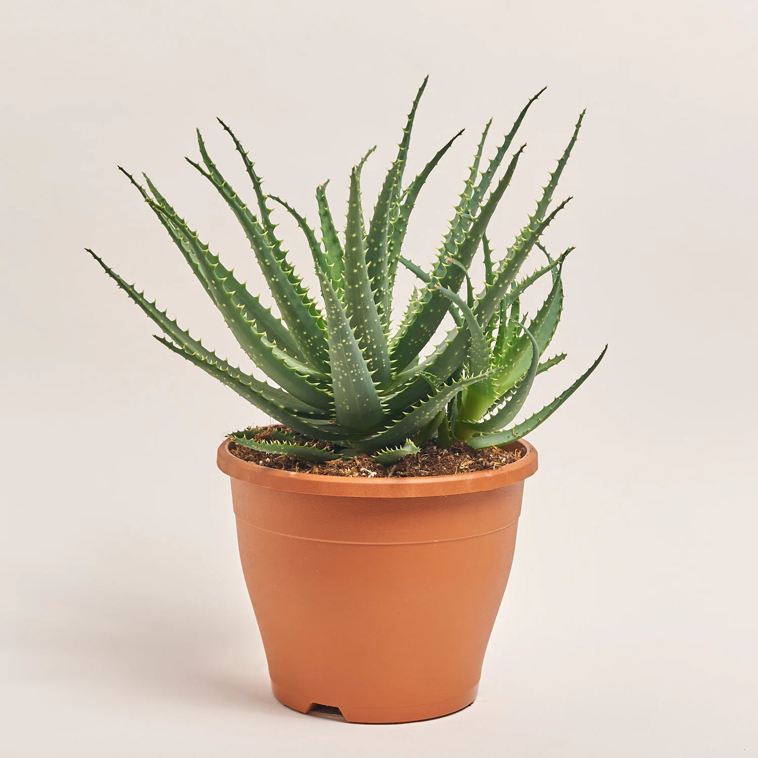 Зображення товару Алоє Арборесценс, артикул: 55308