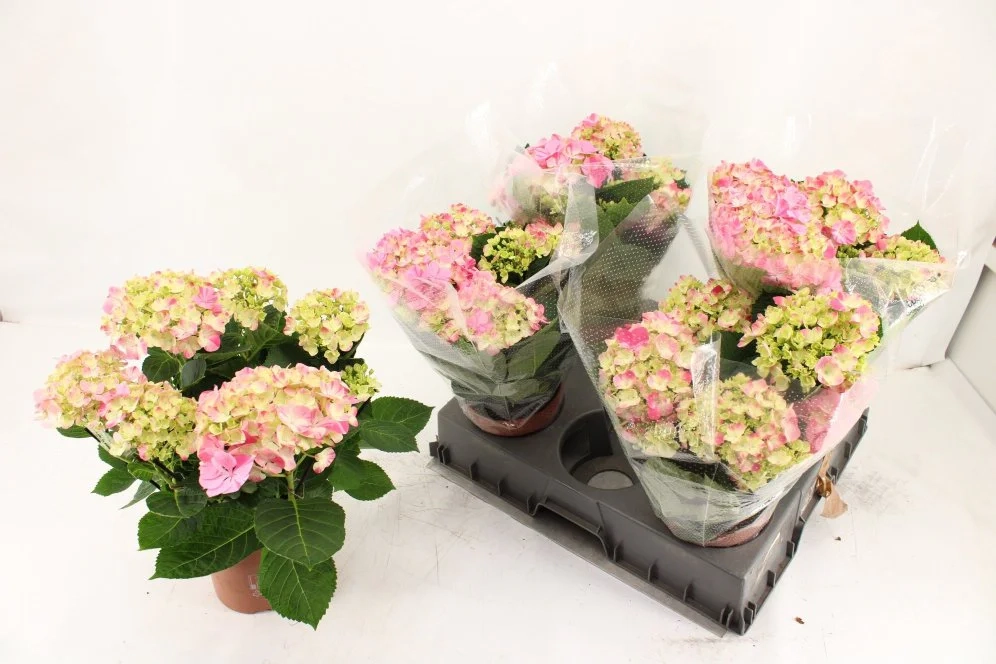 Зображення товару Гортензія біколор 5ст. рожева, артикул: 57438